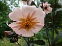 Dahlia Pink Clarion